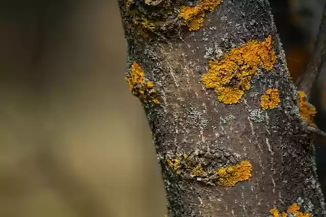 Free download Trunk Lichen Tree -  free photo or picture to be edited with GIMP online image editor