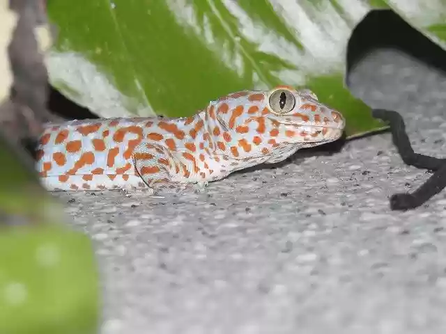 Free download Tukkae Thailand Lizard -  free photo or picture to be edited with GIMP online image editor