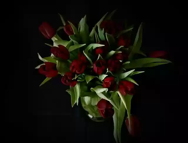 Free download tulip bouquet flower vase free picture to be edited with GIMP free online image editor