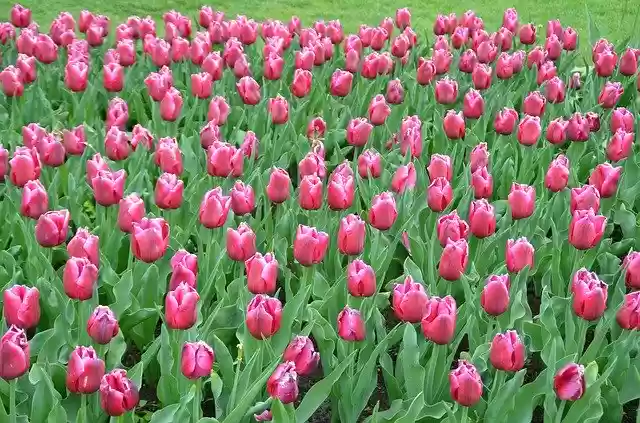 Free download Tulip Field Keukenhof Holland Red -  free free photo or picture to be edited with GIMP online image editor