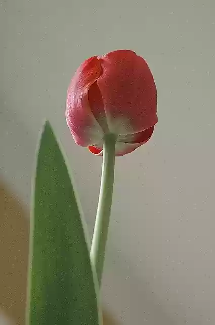 Free download Tulip Flower Flowers -  free photo or picture to be edited with GIMP online image editor