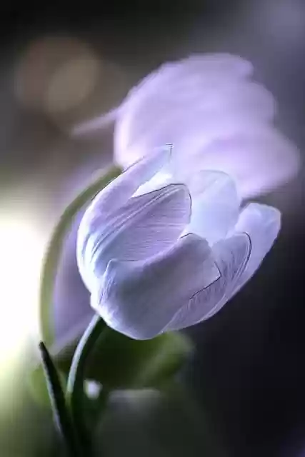 Free download tulip flower garden plant macro free picture to be edited with GIMP free online image editor