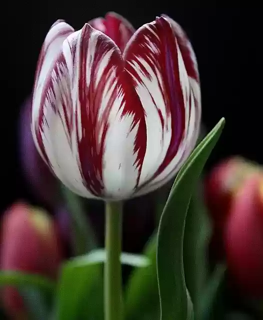 Free download Tulip Flower Red -  free photo or picture to be edited with GIMP online image editor