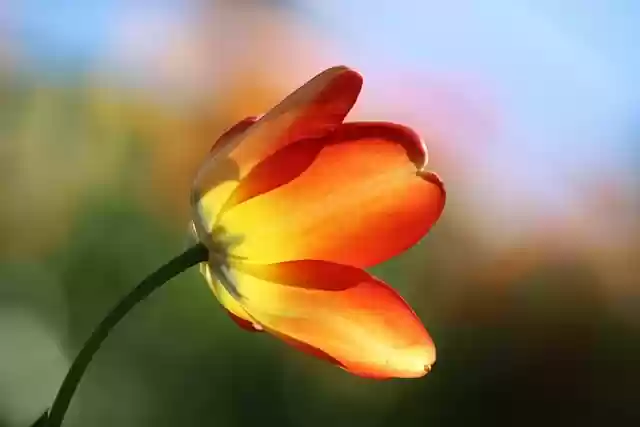 Free download tulip flower spring blossom bloom free picture to be edited with GIMP free online image editor