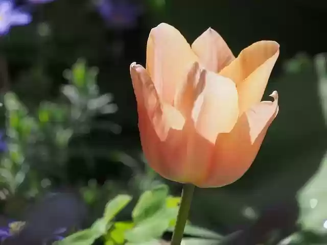 Free download tulip flower spring orange flower free picture to be edited with GIMP free online image editor