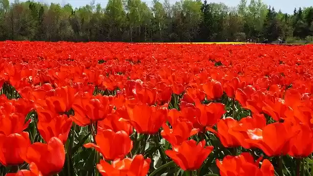 Free download Tulip Flowers Red -  free photo or picture to be edited with GIMP online image editor