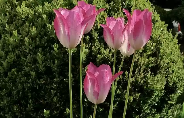 Free download Tulip Flower Violet -  free photo or picture to be edited with GIMP online image editor