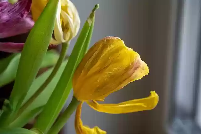 Free download tulip flower yellow flower petals free picture to be edited with GIMP free online image editor