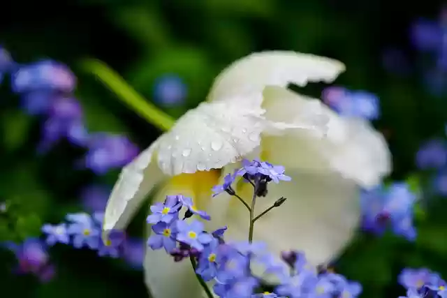 免费下载郁金香勿忘我雨滴花免费图片可使用 GIMP 免费在线图像编辑器进行编辑