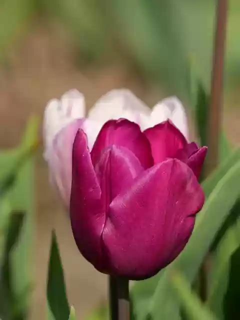 tulip holland flowers blossom by - Tuliphollandflowersblossom .webp