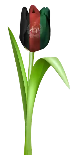 Free download Tulip Iran Tajikistan free illustration to be edited with GIMP online image editor