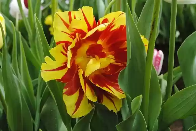 Free download Tulip Nature Colorful -  free free photo or picture to be edited with GIMP online image editor