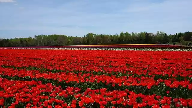 Free download Tulip Open Country Flowers -  free photo or picture to be edited with GIMP online image editor
