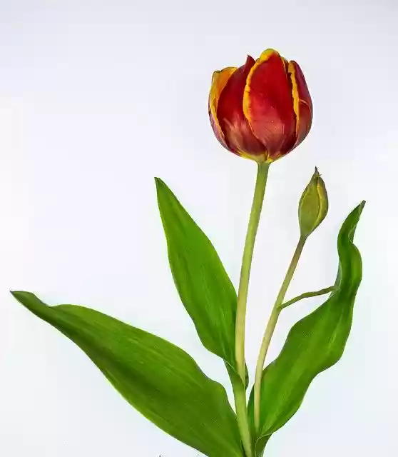 Free download Tulip Red Easter Flowers -  free free photo or picture to be edited with GIMP online image editor