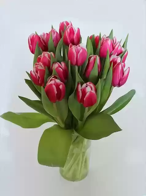 Free download Tulips Bouquet Flowers -  free illustration to be edited with GIMP free online image editor