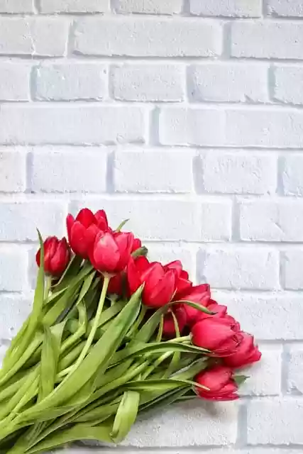 Free download tulips bouquet flowers brick free picture to be edited with GIMP free online image editor