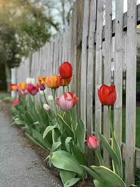 تنزيل Tulips Fence Flowers - صورة مجانية أو صورة مجانية ليتم تحريرها باستخدام محرر الصور عبر الإنترنت GIMP