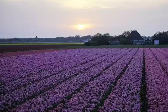 Free download Tulips Field Farmland -  free photo or picture to be edited with GIMP online image editor