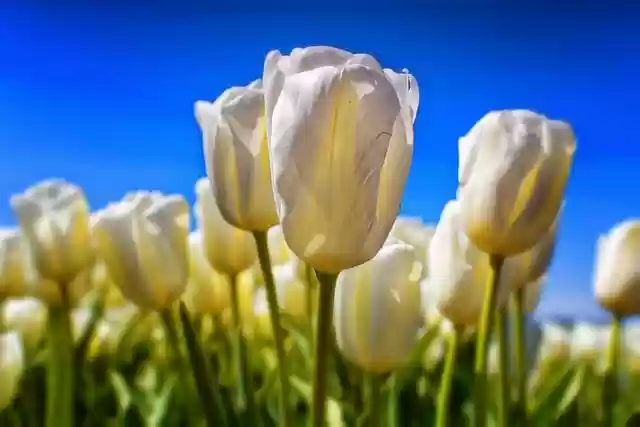 Безкоштовно завантажте тюльпани квіти поле луг пелюстки безкоштовне зображення для редагування за допомогою безкоштовного онлайн-редактора зображень GIMP
