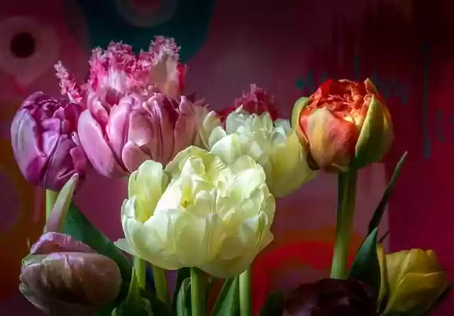 Free download tulips flowers floral wallpaper free picture to be edited with GIMP free online image editor