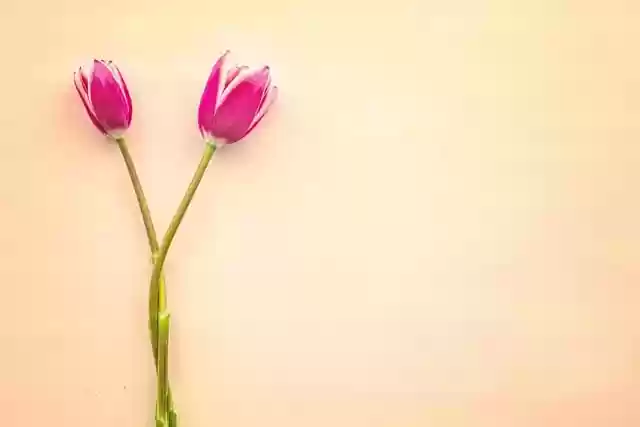 دانلود رایگان لاله گل صورتی عکس فضای رایگان برای ویرایش با ویرایشگر تصویر آنلاین رایگان GIMP