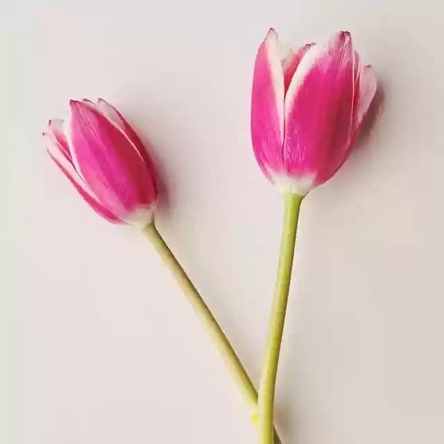 Free download tulips flowers pink square spring free picture to be edited with GIMP free online image editor