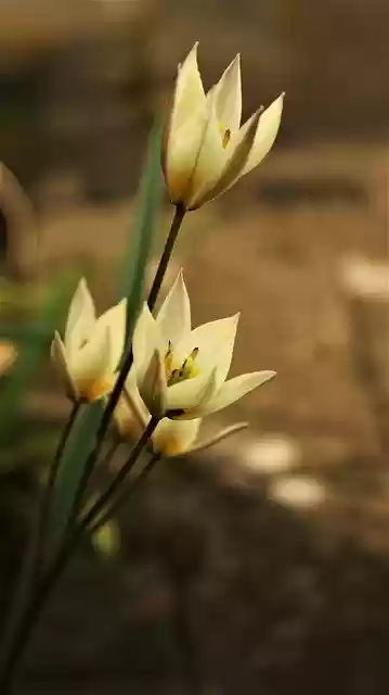 Free download tulips flowers plant petals free picture to be edited with GIMP free online image editor