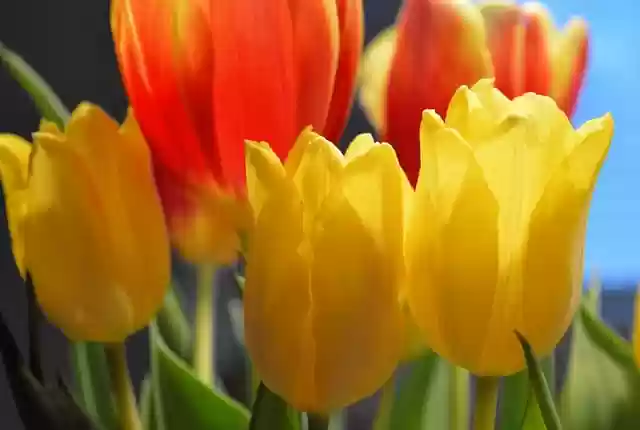 Free download tulips flower spring field bloom free picture to be edited with GIMP free online image editor