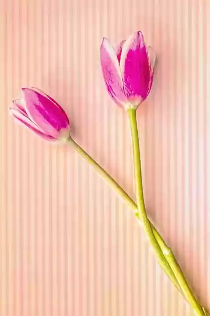 Free download tulips flowers spring blooms pink free picture to be edited with GIMP free online image editor