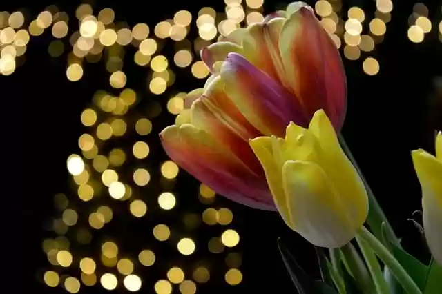 Free download tulips flowers spring flower free picture to be edited with GIMP free online image editor
