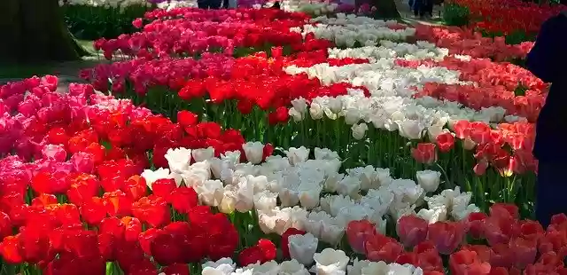 Free download Tulips Garden Blooming -  free photo or picture to be edited with GIMP online image editor