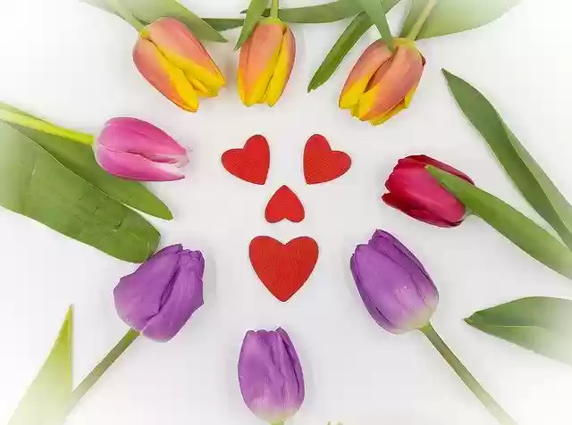 Free download Tulips Heart Spring -  free photo or picture to be edited with GIMP online image editor