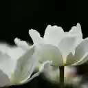 tulips in full bloom  screen for extension Chrome web store in OffiDocs Chromium