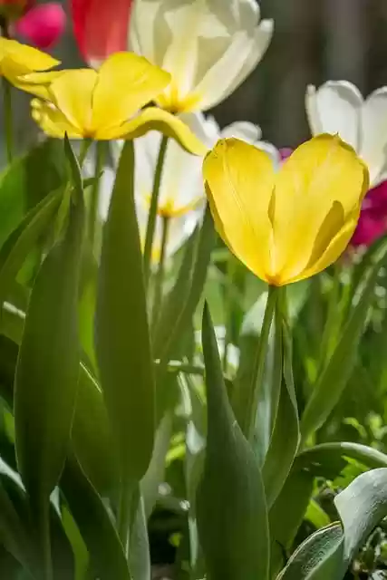 Free download tulips multicoloured garden spring free picture to be edited with GIMP free online image editor