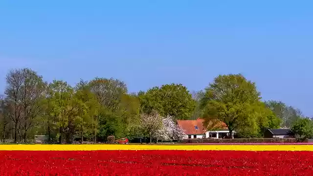 Free download tulips netherlands holland tulip free picture to be edited with GIMP free online image editor