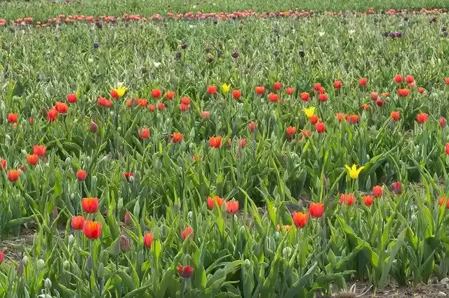 Free download Tulips Orange Flowers -  free photo or picture to be edited with GIMP online image editor
