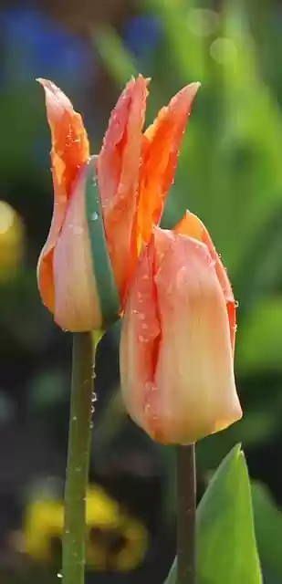 Free download tulips orange tulips orange flowers free picture to be edited with GIMP free online image editor