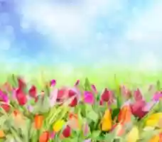 Free download Tulips photos in HD format free photo or picture to be edited with GIMP online image editor