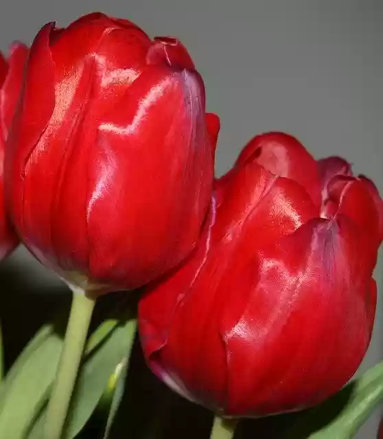 Free download Tulips Red Flower -  free illustration to be edited with GIMP free online image editor