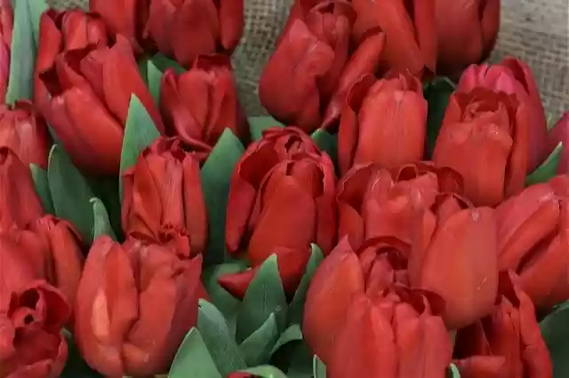 Unduh gratis Tulips Red Flowers - foto atau gambar gratis untuk diedit dengan editor gambar online GIMP