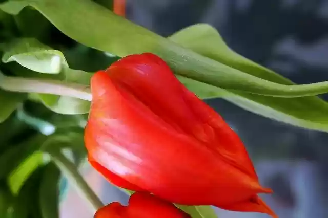 Free download Tulips Spring Flowers -  free photo or picture to be edited with GIMP online image editor