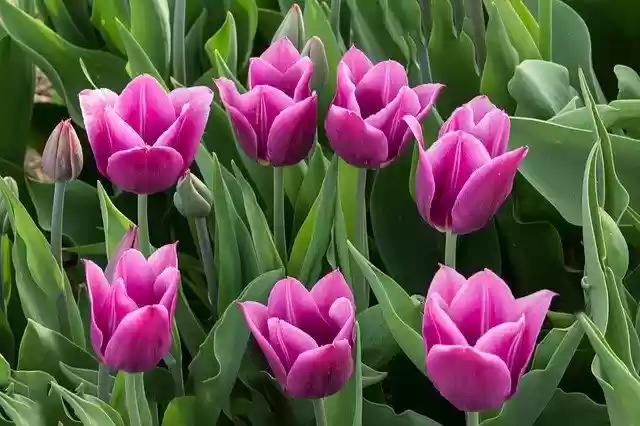 Free download Tulips Violet Flowers -  free photo or picture to be edited with GIMP online image editor