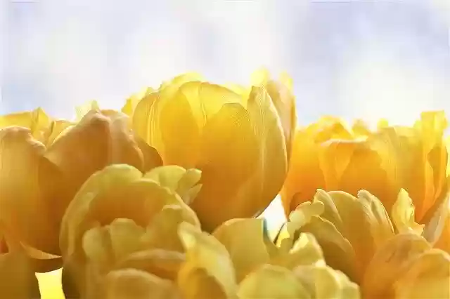 Free download Tulips Yellow Flowers -  free photo or picture to be edited with GIMP online image editor