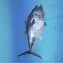 tuna fish wallpaper  screen for extension Chrome web store in OffiDocs Chromium