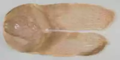 Free download Turban from the Head of a Mummy of a Child free photo or picture to be edited with GIMP online image editor