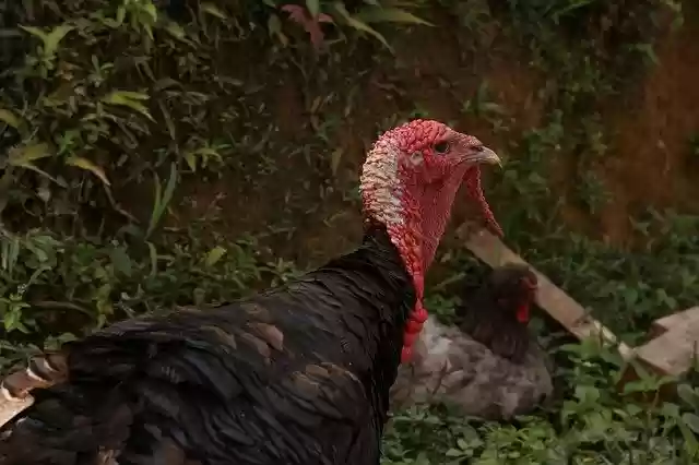 Free download Turkey Animal Animals -  free photo or picture to be edited with GIMP online image editor