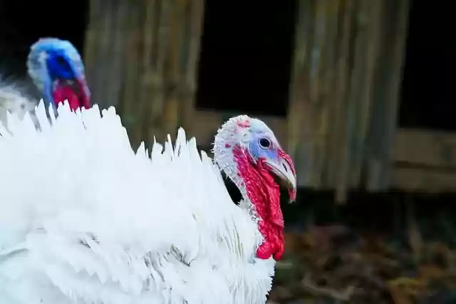Free download turkey bird animal domestic animal free picture to be edited with GIMP free online image editor