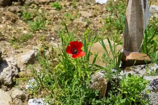Free download Turkey Flower Nature -  free photo or picture to be edited with GIMP online image editor