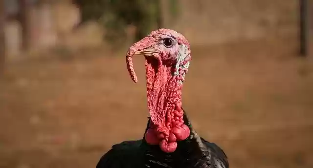 Free download Turkey Puter Poultry Free -  free photo or picture to be edited with GIMP online image editor