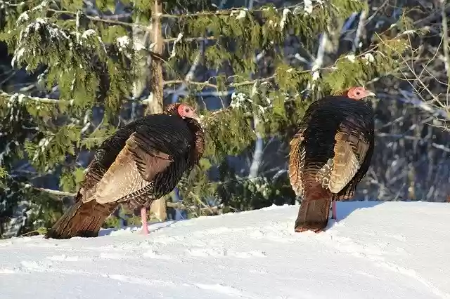 Free download Turkey Turkeys Female free photo template to be edited with GIMP online image editor